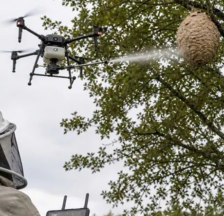 Intervention sur un nid de frelon par drone dans un jardin en Essonne