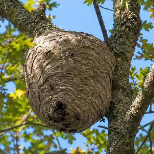 nid-de-frelon-asiatique-dans-un-arbre-en-hauteur